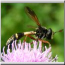 Physocephala rufipes - Dickkopffliege 01.jpg